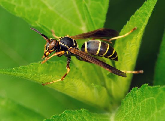 fortuna de shakira - Paper wasp