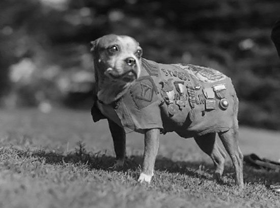 028bet - Sergeant Stubby at your service