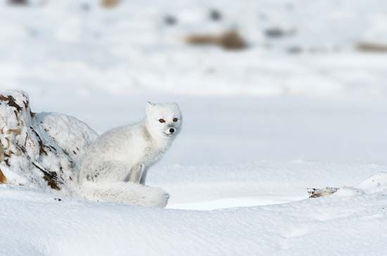 resultado maluca bahia de hoje - Arctic fox