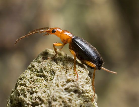 bombardier beetle